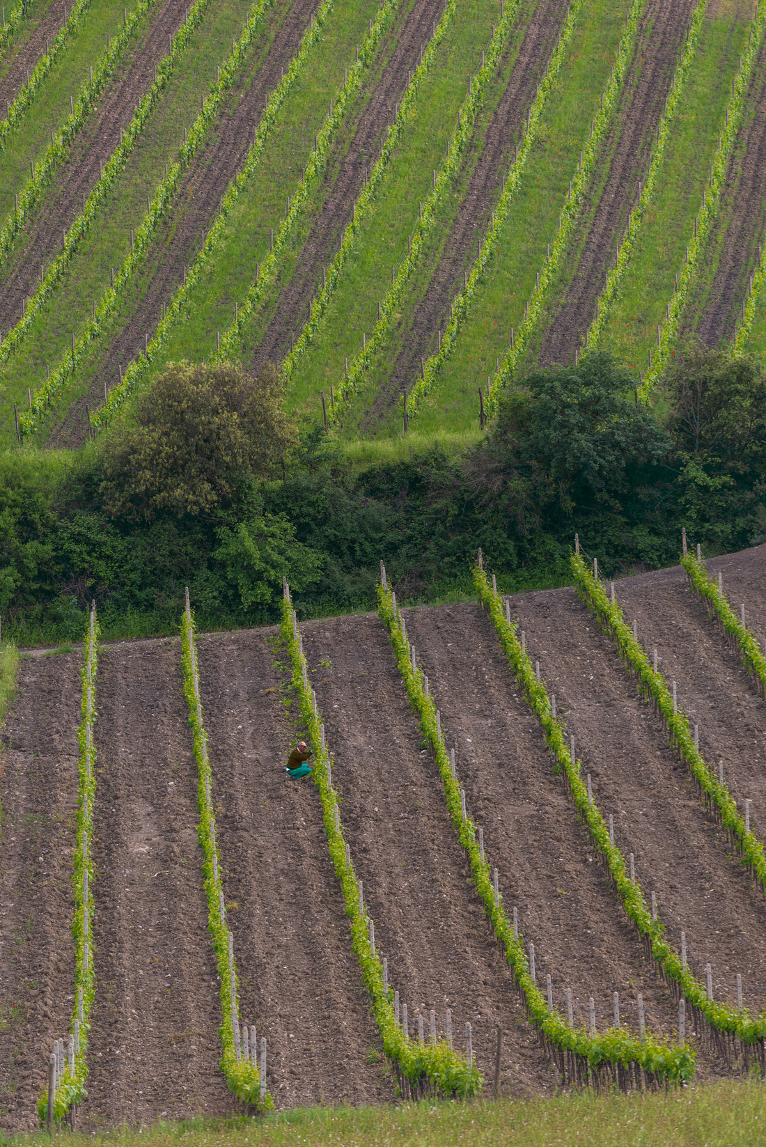 From Field to Cup: Unveiling the Fascinating Process of Tea Production