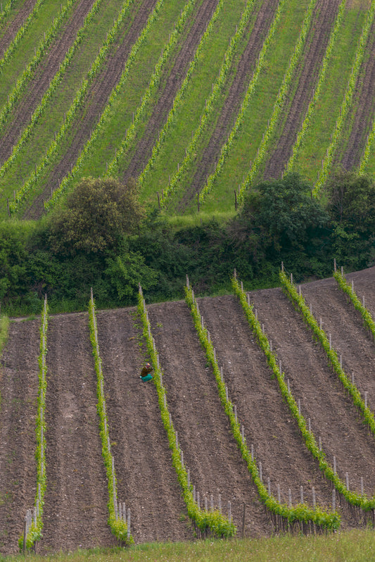 From Field to Cup: Unveiling the Fascinating Process of Tea Production