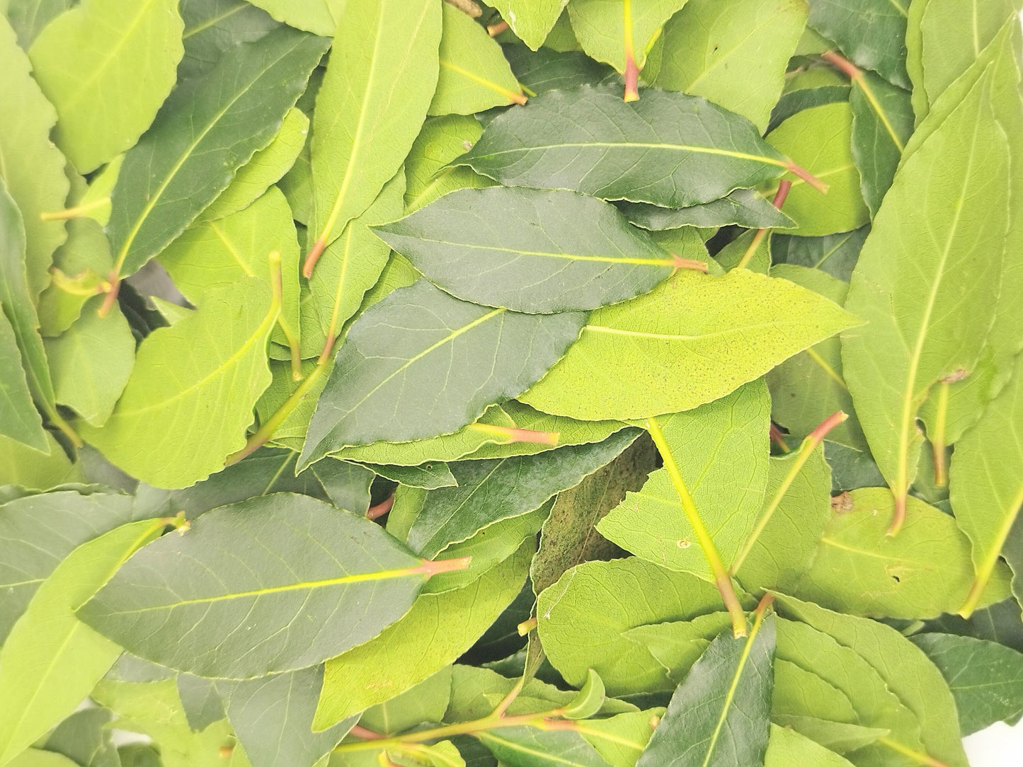 Organic Bay Leaves | Whole Cut Loose Dried Bay Leaf | Organic herbs | Handpicked