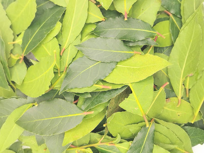 Organic Bay Leaves | Whole Cut Loose Dried Bay Leaf | Organic herbs | Handpicked